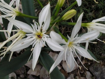 Pancratium illyricum