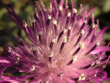 Centaurea sphaerocephala