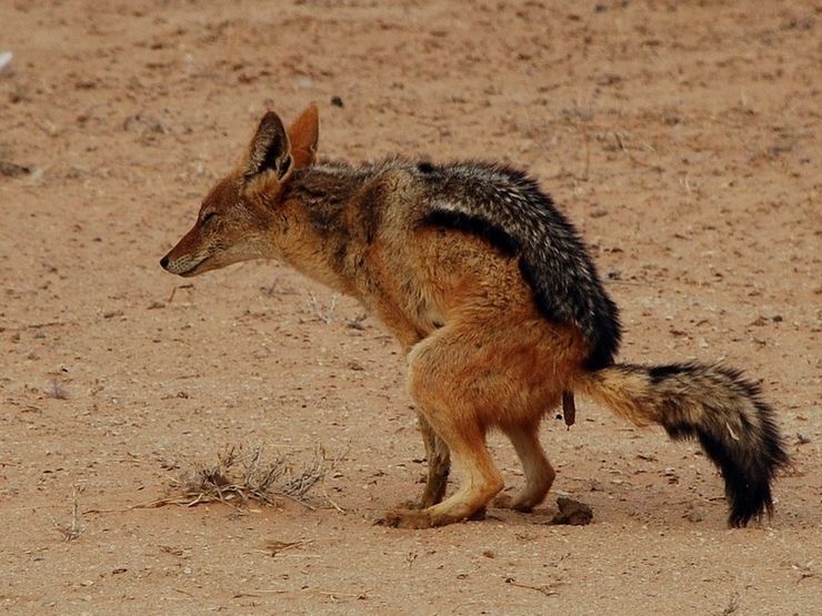 South Africa - wild life