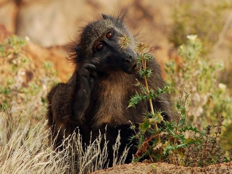 South Africa - wild life